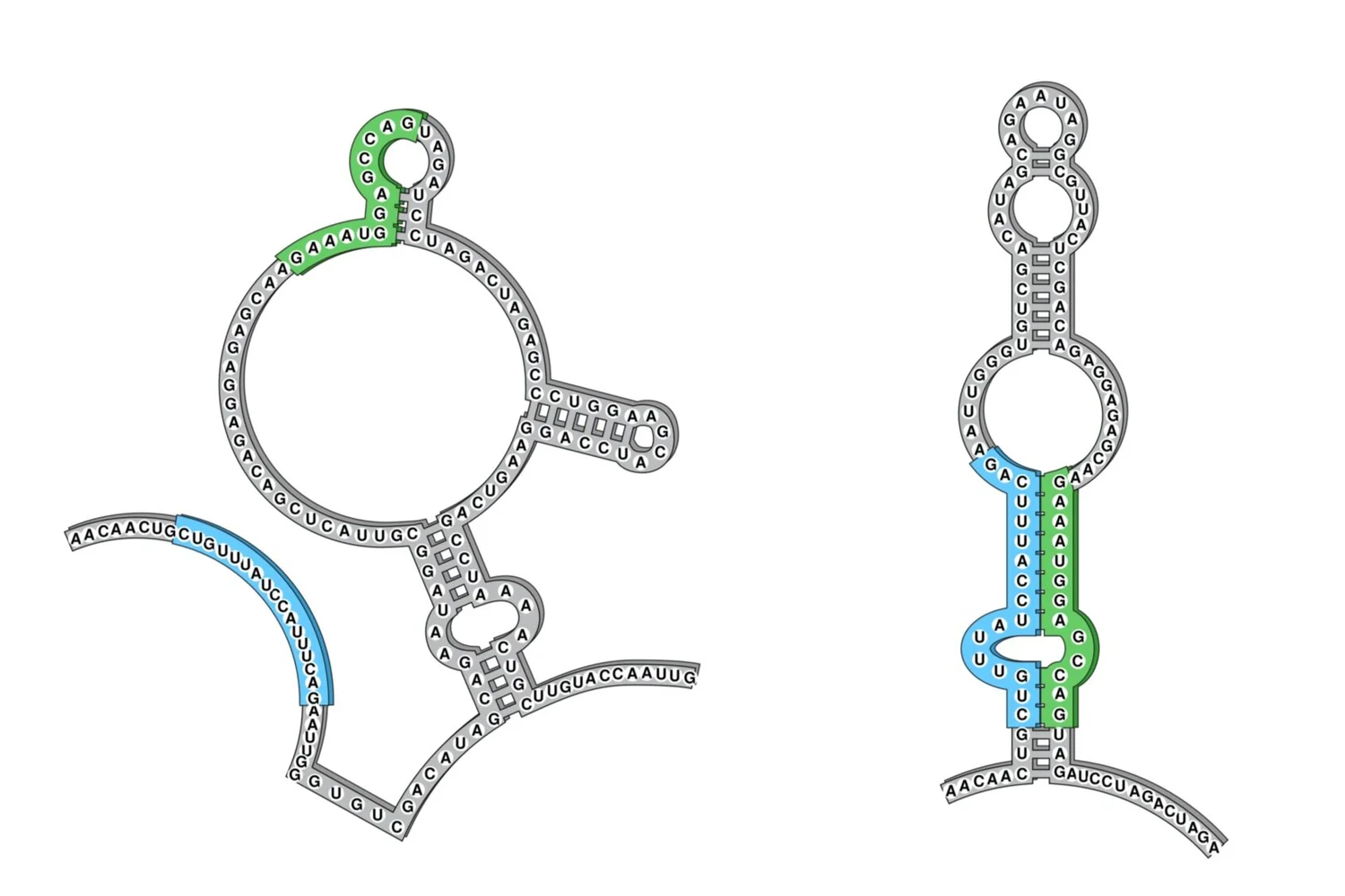 Two alternative RNA conformations of the same sequence.