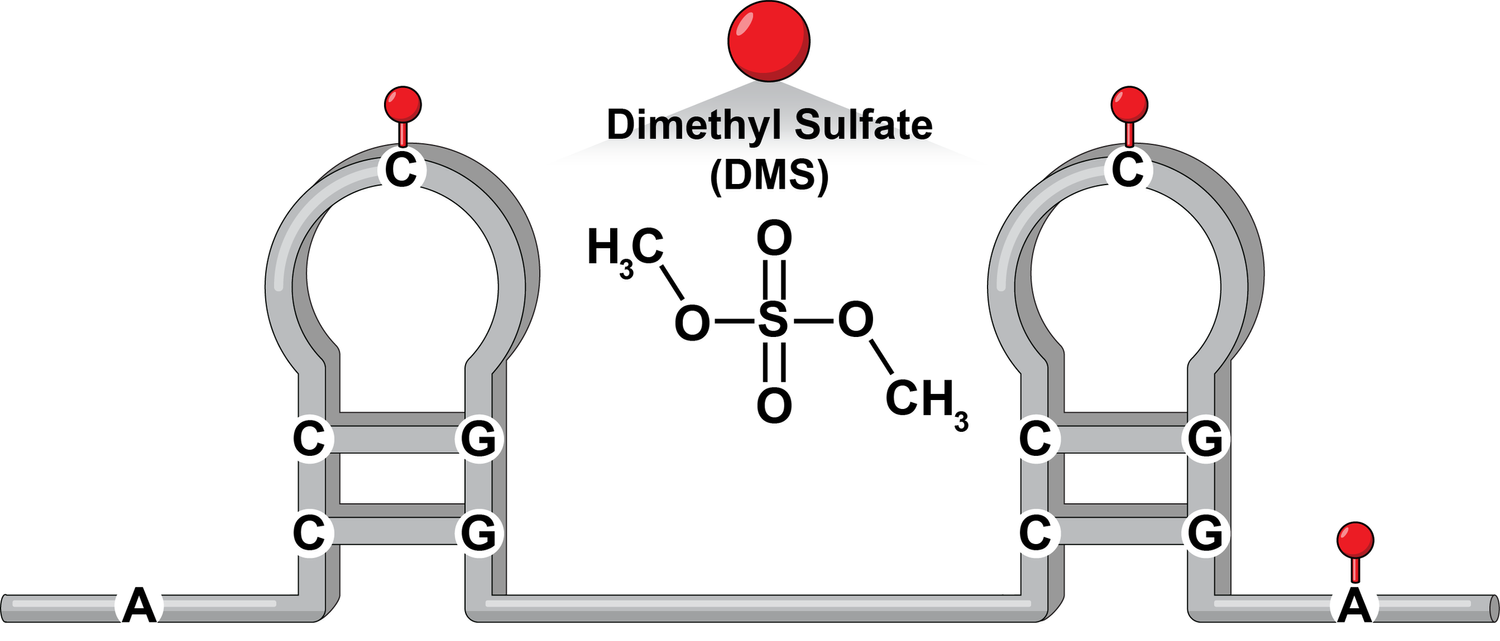 DMS chemical probing illustration showing reactivity at unpaired bases.