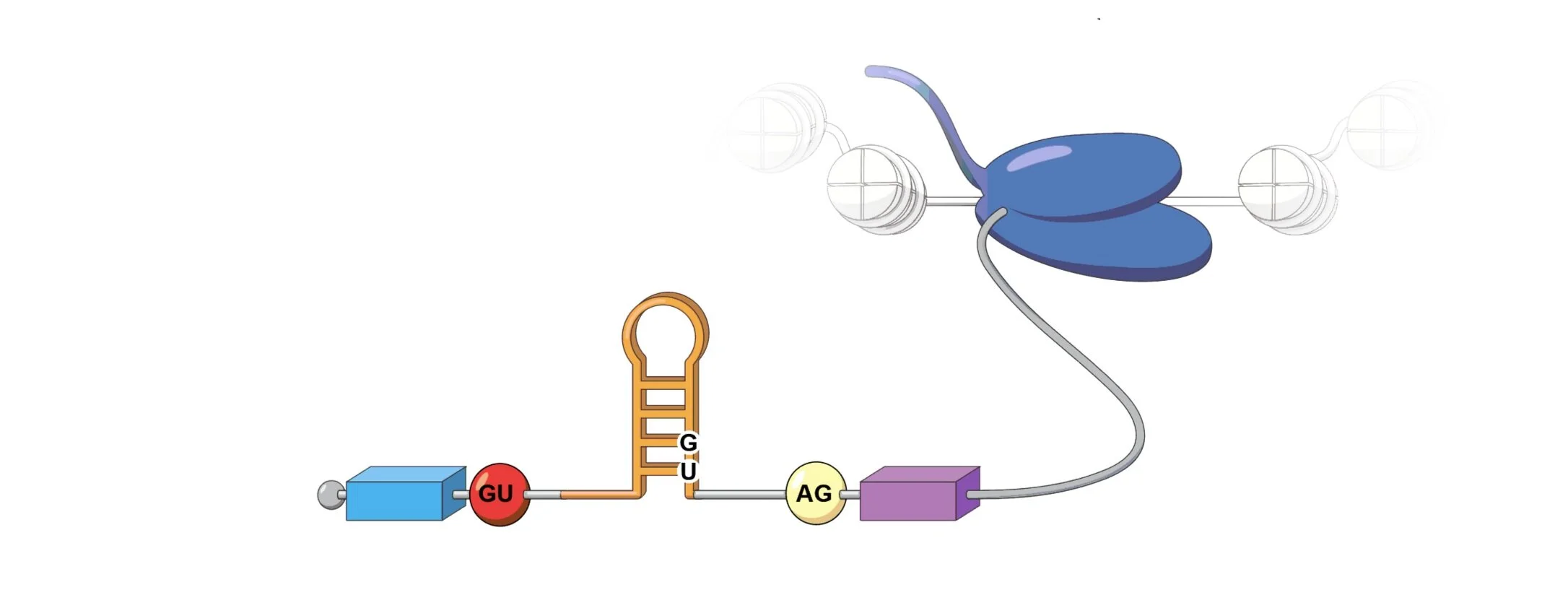 Rouskin Lab news banner image