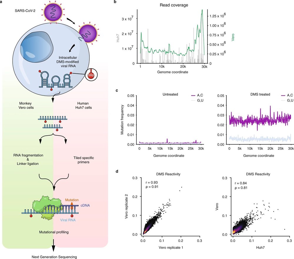 SARS-CoV-2 RNA structure figure