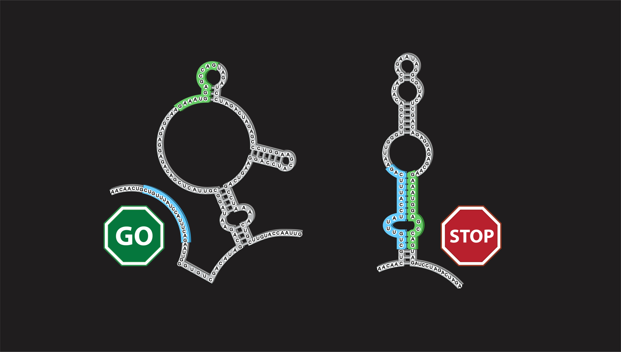 Rouskin Lab research overview showing folded and unfolded RNA states