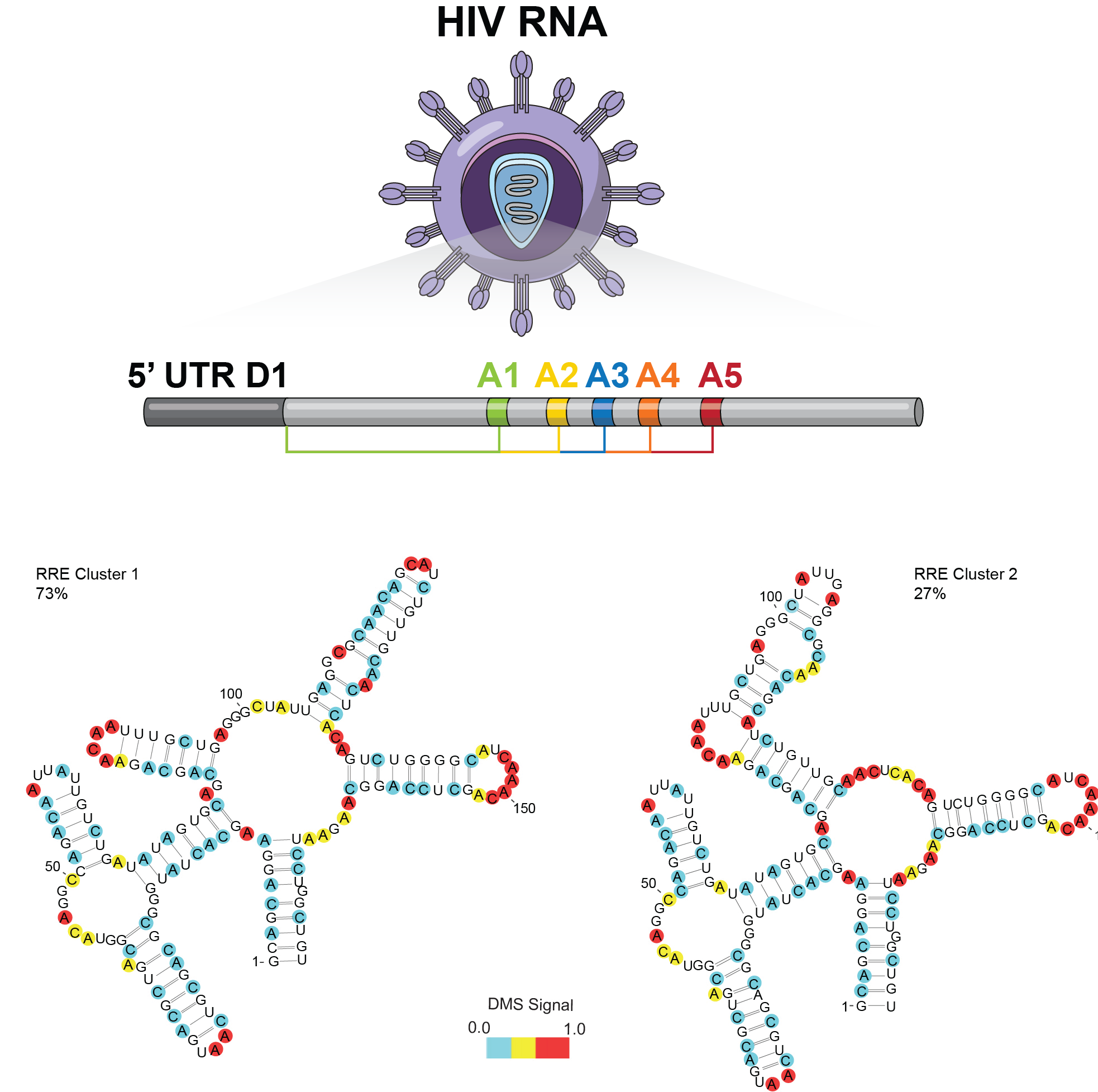 HIV-1 RNA structure illustration.