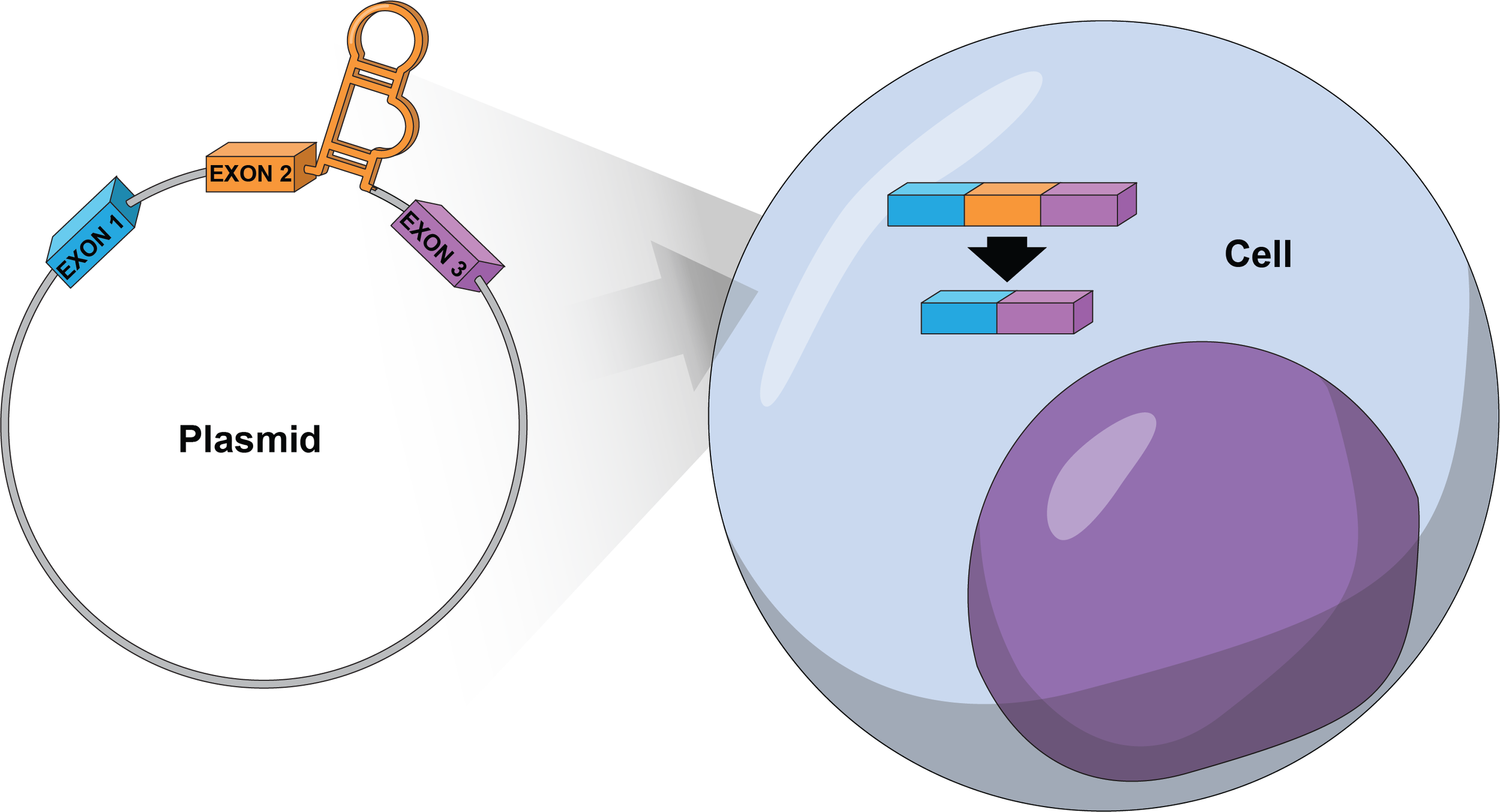 Alternative splicing and RNA structure visual.
