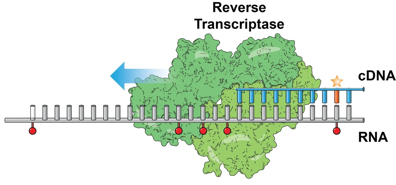 Reverse transcription and RNA structure probing visual